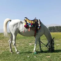 مادیون و کره نریون ترکی|اسب و تجهیزات اسب‌سواری|شیراز, رکن‌آباد|دیوار
