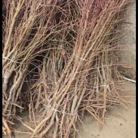 نهال بادام موجود در همه رقم