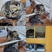 واگذاری بچه گربه نر بریتیش اسکاتیش گلدتبی دبل فولد