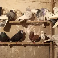 طوقی|پرنده|نیر (اردبیل), |دیوار