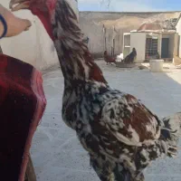 خروس لاری افغان اصیل