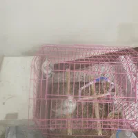 عروس مولد و جوان|پرنده|اهواز, شهرک برق|دیوار