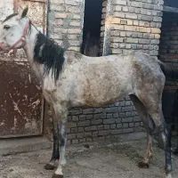 اسب مادیان