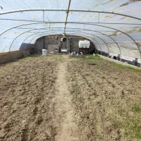 گلخانه|عمده‌فروشی|گنبد کاووس, |دیوار