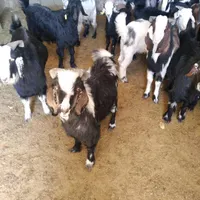 گوسفند زنده و گوشت کهره بره و خرده ای فقط جمعه ها|حیوانات مزرعه|کرمان, |دیوار