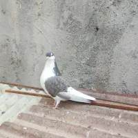 قفس ساده سیاه