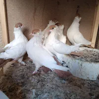 کبوتر سینه زرد بلژیکی و کله الماسی وطوقی لامرد