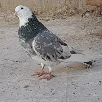 دو جفت کفتر شمرونی آنتیک  جفت سرور