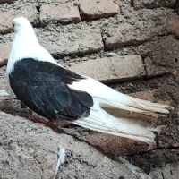 کبوتر ماده دوکت سیاه قواره دار و اصیل نوک سفید