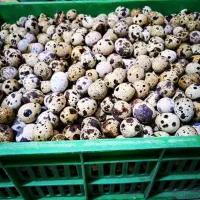 تخم نطفه دار،جوجه بلدرچین کانادایی|حیوانات مزرعه|زاهدان, |دیوار