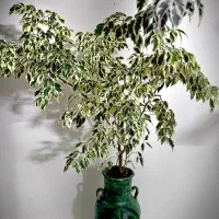 گلدان کوزه‌ای پتینه و گل بزرگ بنجامین ابلق