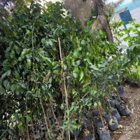 فروش انواع درخت و گل|خدمات باغبانی و درختکاری|شیراز, کوزه گری|دیوار