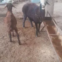 گوسفند قصر چاق