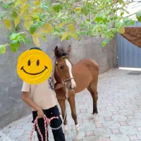 کره اسب مادیون