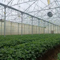 گلخانه صنعتی ۵۰۰۰ متر با همه تجهیزات|فروش دفتر صنعتی، کشاورزی، تجاری|قزوین, |دیوار