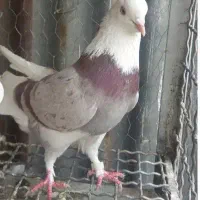 کفتر|پرنده|تهران, زهتابی|دیوار