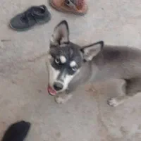 توله هاسکی اصل|سگ|پیشوا, |دیوار