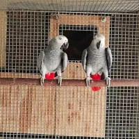 مولد کاسکو،ملنگو،جوجه،تخم