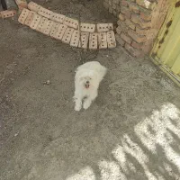 سگ پاکوتاه