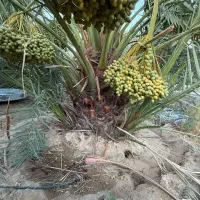 پاجوش برحی