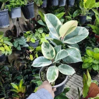 فیکوس کوچک فقط ۶۵|گل و گیاه طبیعی|اصفهان, شاه پسند|دیوار