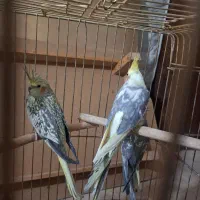 عروس هلندی|پرنده|تهران, جوادیه تهرانپارس|دیوار