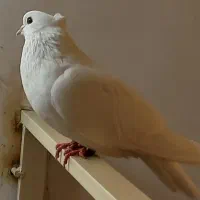 طوقی سفید بیزککیل و تیدی نر و چهار جوجه|پرنده|اردبیل, |دیوار