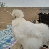 ابریشمی در حد وارداتی