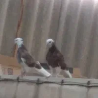 دو عدد کبوتر پروندنی سرخ سر ودم سفید نر و ماده