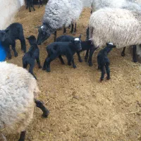 گوسفند رومانوف