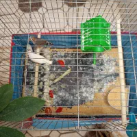 فنج 5 عدد قیمت مناسب