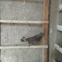 کبوتر رنگی بازی دار|پرنده|ملکان, |دیوار