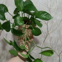 گلهای آپارتمانی(پتوس سبز و سانسوریای پوست ماری)