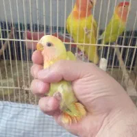 جوجه  طوطی کوتوله اوپال سر قرمز