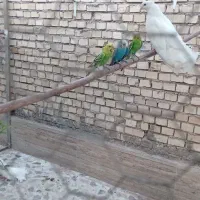 مرغ عشق|پرنده|باوی, |دیوار