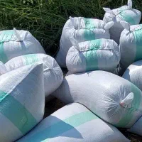 آکوته امروز