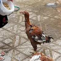 جوجه خروس لاری اصل ذات دار