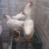 جوجه