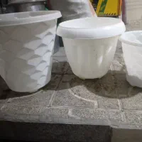 گلدون