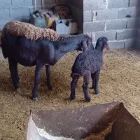 گوسفند با بره میش افشاری بره ماده یک ماه خوراک خور