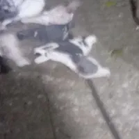 جوجه پشت سبز جیر جیری