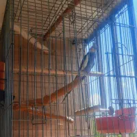 عروس هلندی نر