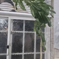 گل فیکوس  آدری