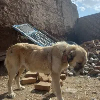 سگ سرابی|سگ|قوچان, |دیوار