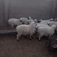 بره نر چاق،زنده باسکول