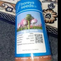 بذر گوجه