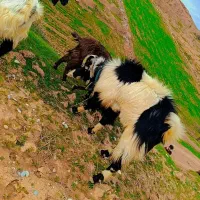 دو عدد بز نر|حیوانات مزرعه|معمولان, |دیوار