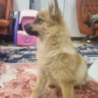توله پامر