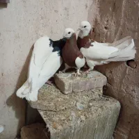 جفت طوقی سرخ