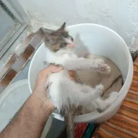 واگذاری بچه گربه